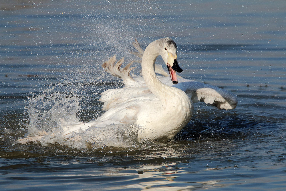 Cigno furioso: Cigno selvatico (Cygnus  cygnus)